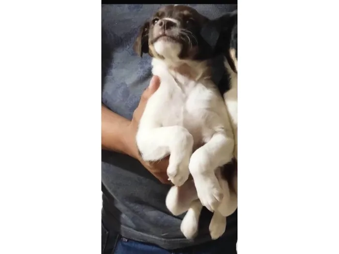 Cachorro ra a Mistura de Bordecole com viralata  idade Abaixo de 2 meses nome Baronesa