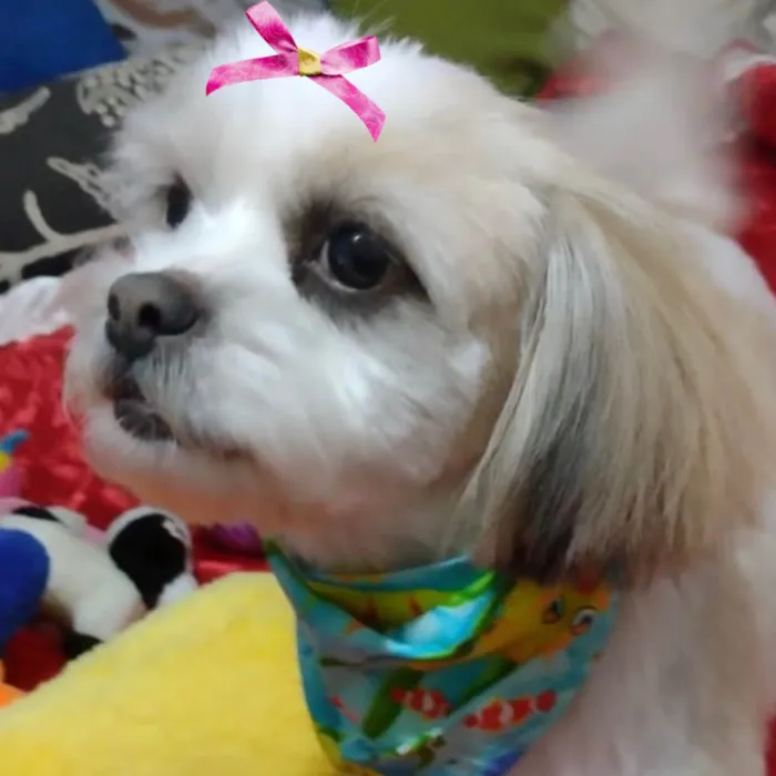 Cachorro ra a Shitzu idade 1 ano nome Charlotte 