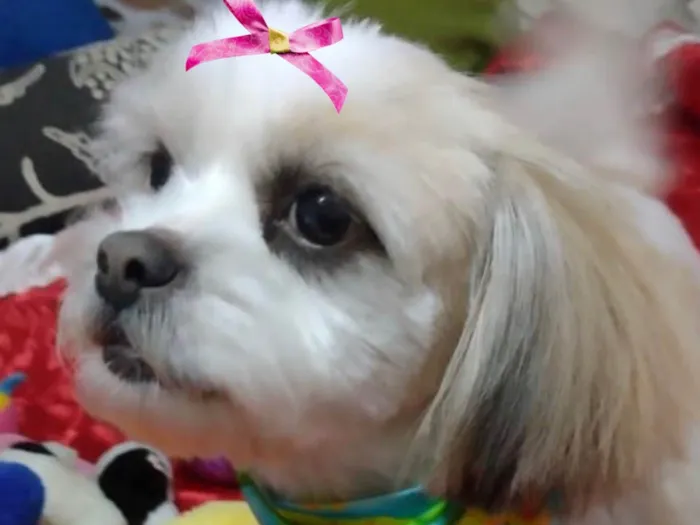 Cachorro ra a Shitzu idade 1 ano nome Charlotte 