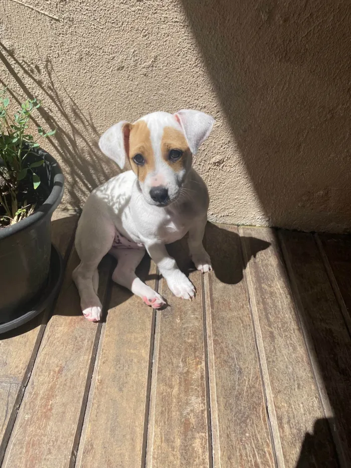 Cachorro ra a SRD-ViraLata idade 2 a 6 meses nome Gaya