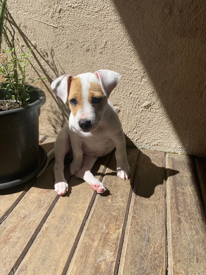 Cachorro ra a SRD-ViraLata idade 2 a 6 meses nome Gaya