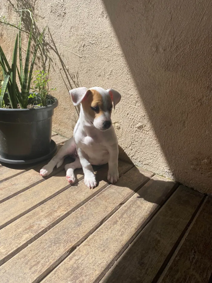 Cachorro ra a SRD-ViraLata idade 2 a 6 meses nome Gaya