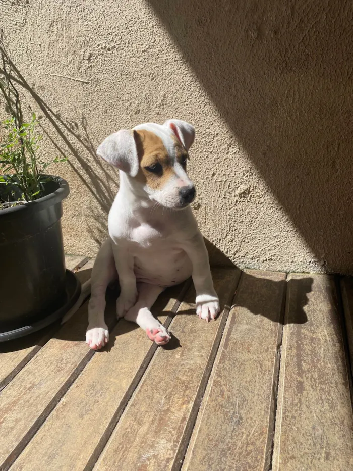 Cachorro ra a SRD-ViraLata idade 2 a 6 meses nome Gaya