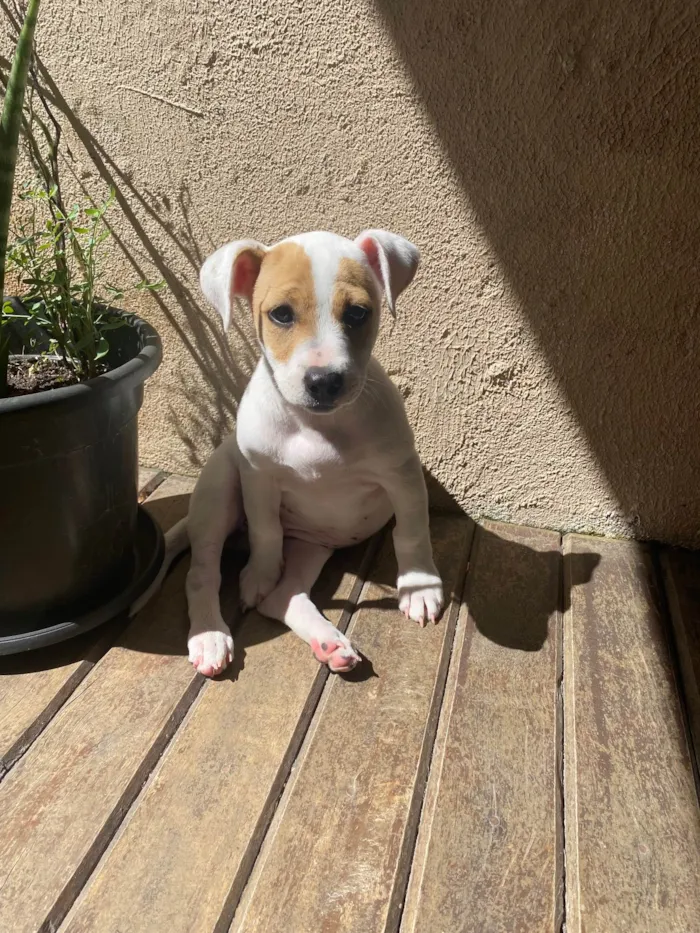 Cachorro ra a SRD-ViraLata idade 2 a 6 meses nome Gaya