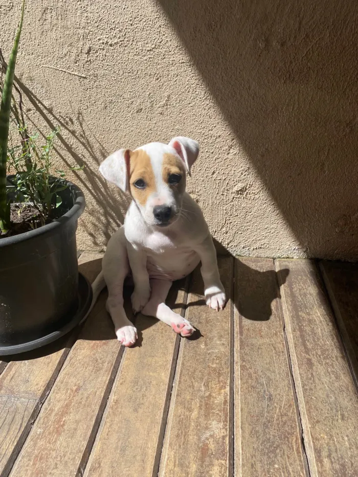 Cachorro ra a SRD-ViraLata idade 2 a 6 meses nome Gaya
