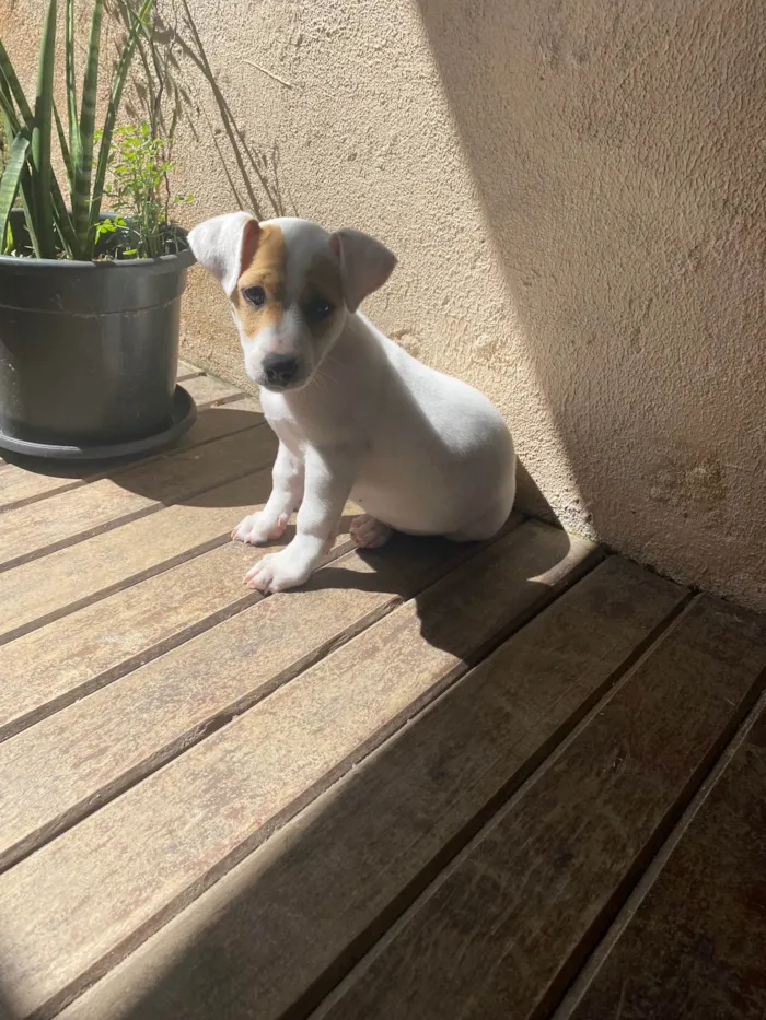 Cachorro ra a SRD-ViraLata idade 2 a 6 meses nome Gaya
