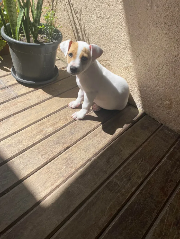 Cachorro ra a SRD-ViraLata idade 2 a 6 meses nome Gaya