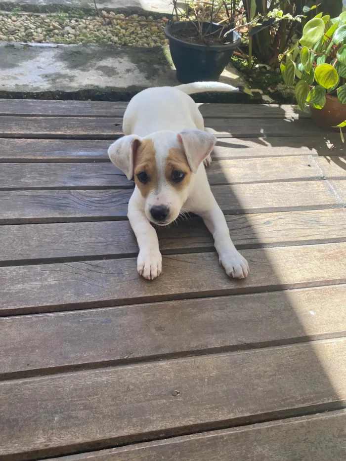 Cachorro ra a SRD-ViraLata idade 2 a 6 meses nome Gaya