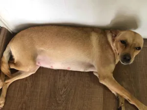 Cachorro raça SRD-ViraLata idade 1 ano nome Catarina 