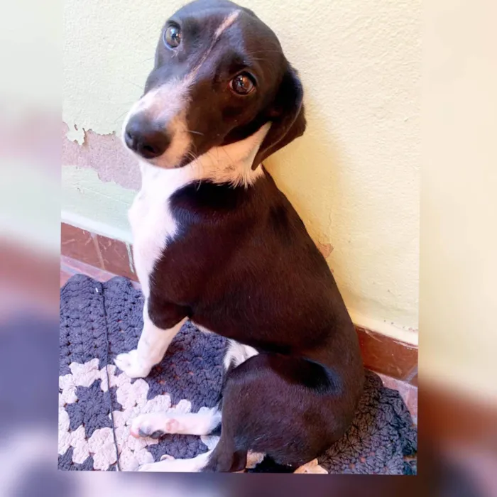 Cachorro ra a Vira lata  idade 7 a 11 meses nome Ventania