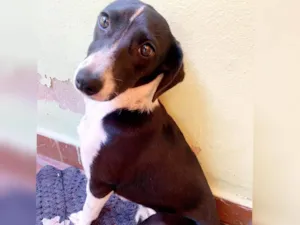 Cachorro raça Vira lata  idade 7 a 11 meses nome Ventania