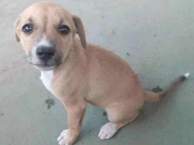 Cachorro ra a Sem raça definida  idade Abaixo de 2 meses nome Você pode escolher!