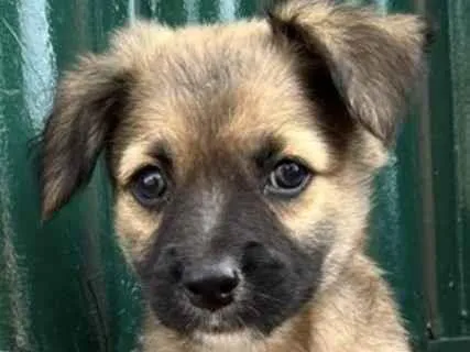 Cachorro ra a Mestico  idade 2 a 6 meses nome Apolo