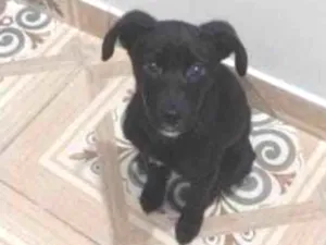 Cachorro raça SRD-ViraLata idade 2 a 6 meses nome Nala