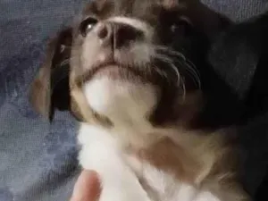 Cachorro raça Mistura de Bordecole com viralata  idade Abaixo de 2 meses nome Baronesa