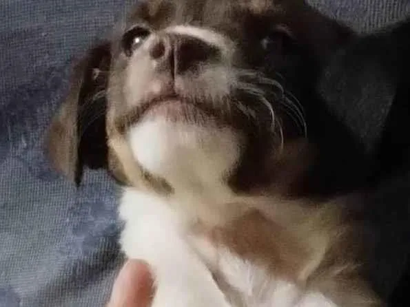 Cachorro ra a Mistura de Bordecole com viralata  idade Abaixo de 2 meses nome Baronesa