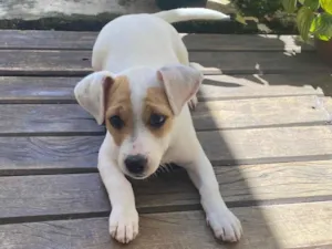 Cachorro raça SRD-ViraLata idade 2 a 6 meses nome Gaya