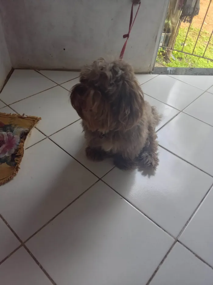 Cachorro ra a Origem Russo idade 2 anos nome Théo