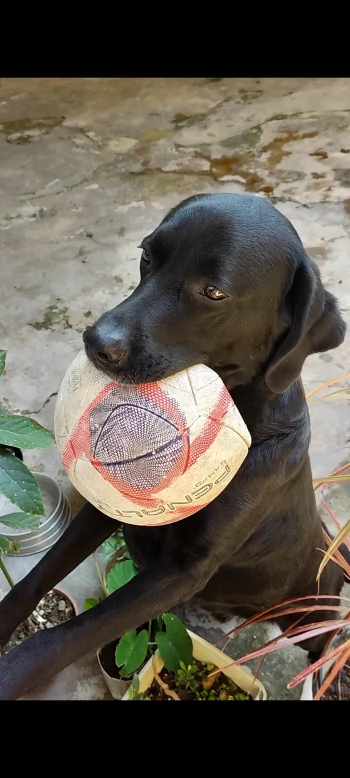 Cachorro ra a Labrador idade 5 anos nome Thauros 