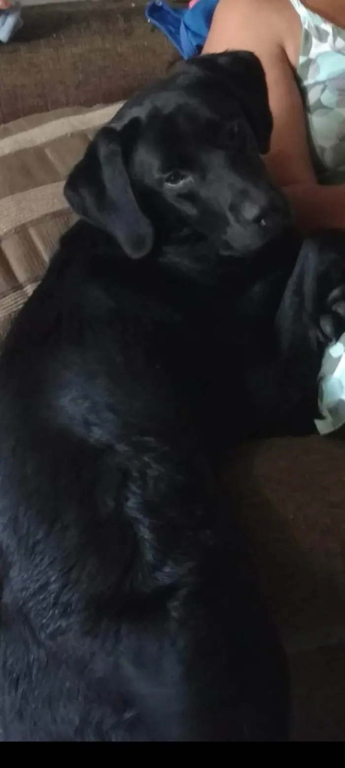 Cachorro ra a Labrador idade 5 anos nome Thauros 