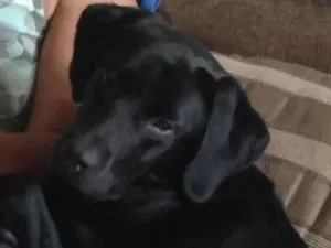 Cachorro raça Labrador  idade 5 anos nome Touro