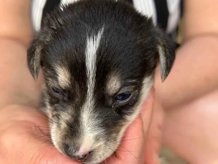 Cachorro ra a SRD-ViraLata idade Abaixo de 2 meses nome Sem nome