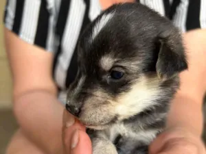 Cachorro raça SRD-ViraLata idade Abaixo de 2 meses nome Sem nome