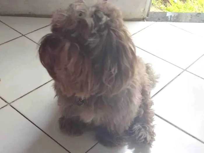 Cachorro ra a Origem Russo idade 2 anos nome Théo