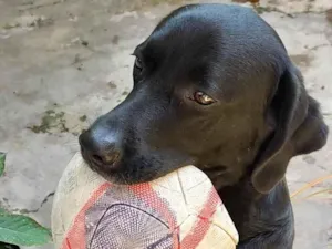 Cachorro raça Labrador idade 5 anos nome Thauros 