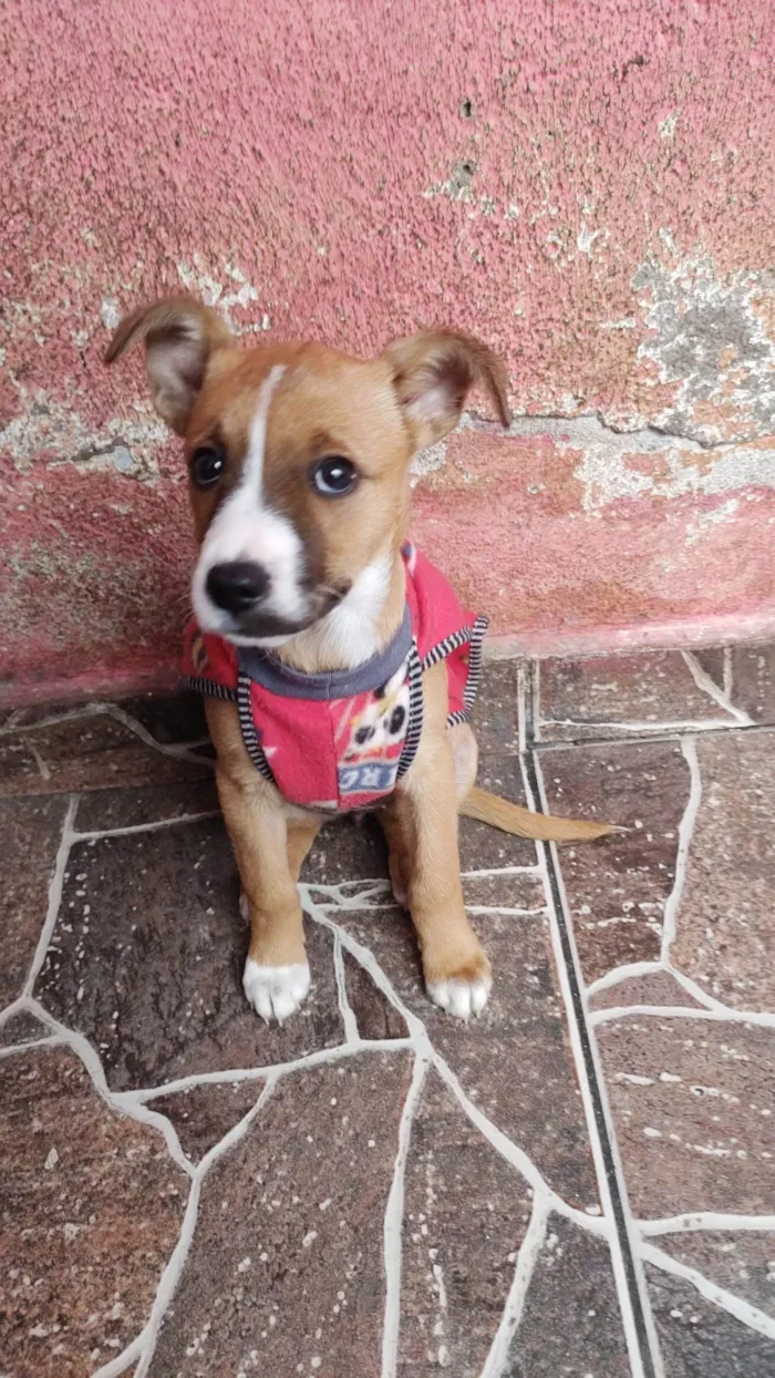 Cachorro ra a SRD idade 2 a 6 meses nome Ayra