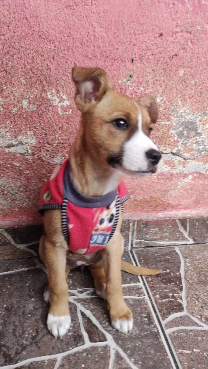 Cachorro ra a SRD idade 2 a 6 meses nome Ayra