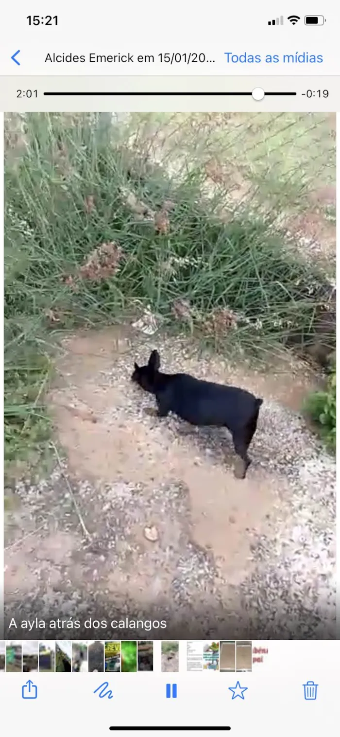 Cachorro ra a Pinscher idade 3 anos nome Ayala