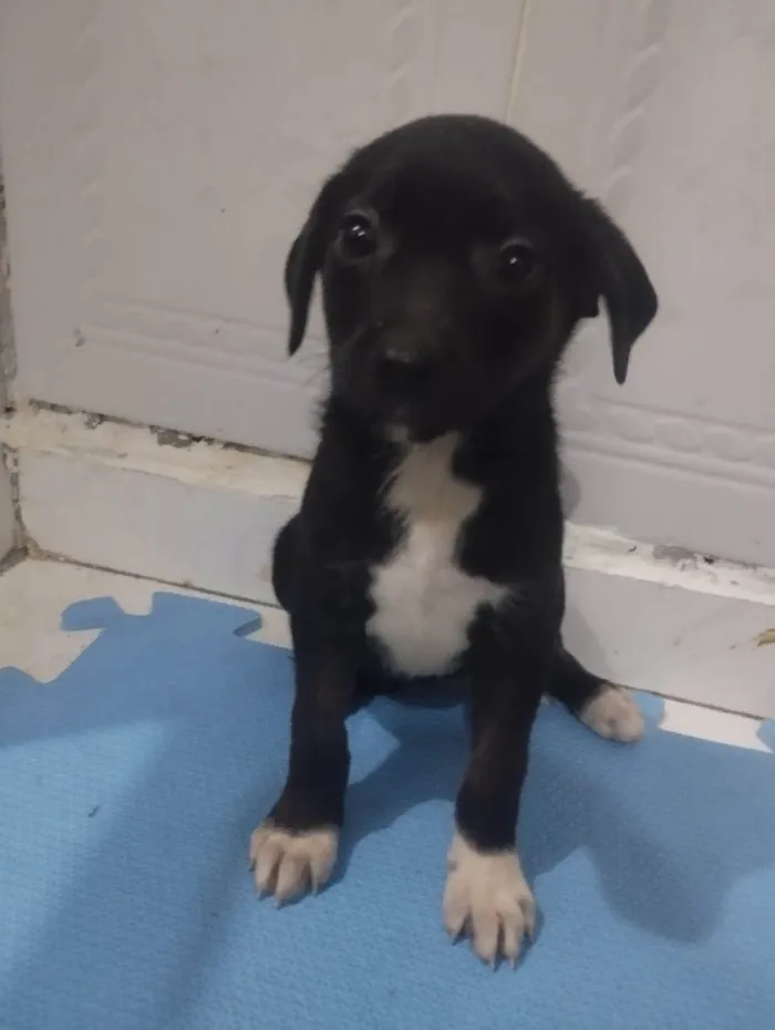 Cachorro ra a SRD-ViraLata idade 2 a 6 meses nome Rubi