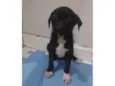Rubi