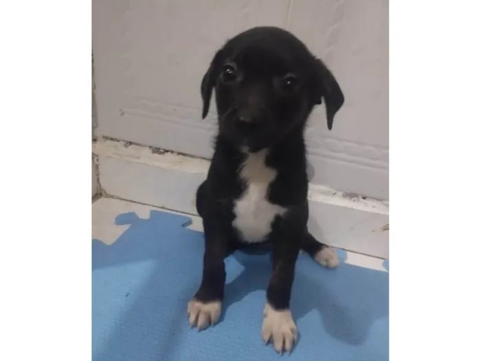 Cachorro ra a SRD-ViraLata idade 2 a 6 meses nome Rubi