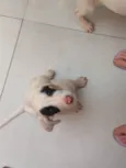 Herói, Susi e Max