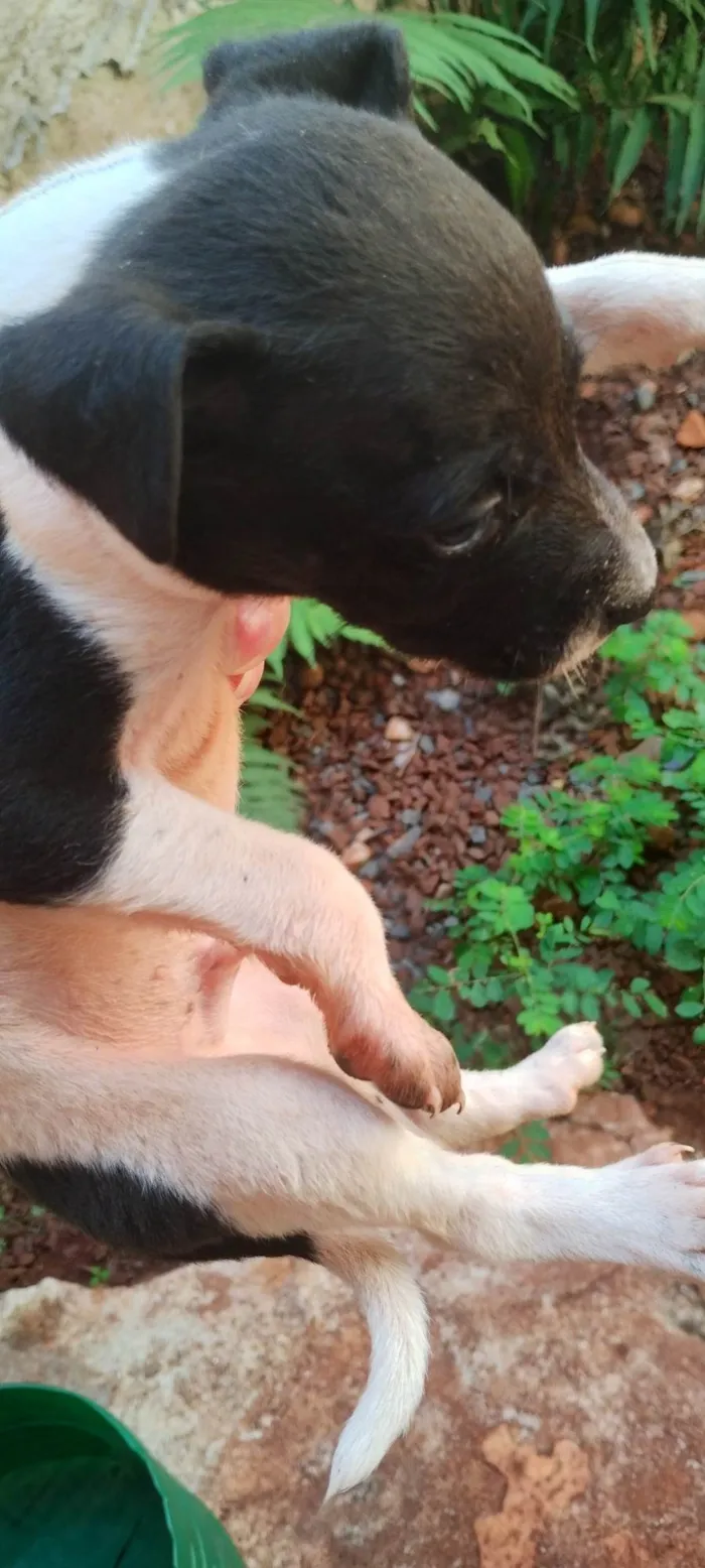 Cachorro ra a Paulistinha idade Abaixo de 2 meses nome Sem nomes