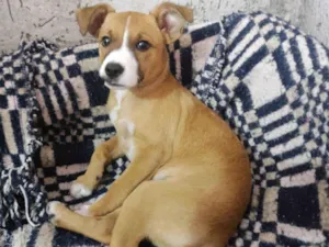 Cachorro raça SRD idade 2 a 6 meses nome Ayra