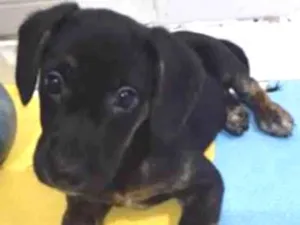 Cachorro raça Srd idade 2 a 6 meses nome Esmeralda