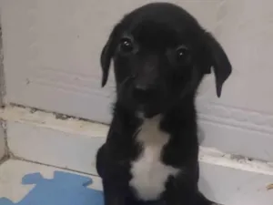 Cachorro raça SRD-ViraLata idade 2 a 6 meses nome Rubi