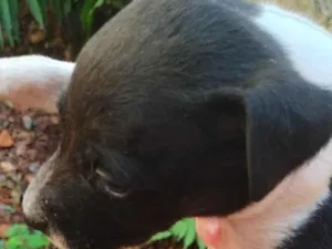 Cachorro raça Paulistinha idade Abaixo de 2 meses nome Sem nomes