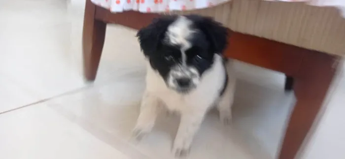 Cachorro ra a não sei idade Abaixo de 2 meses nome MEL