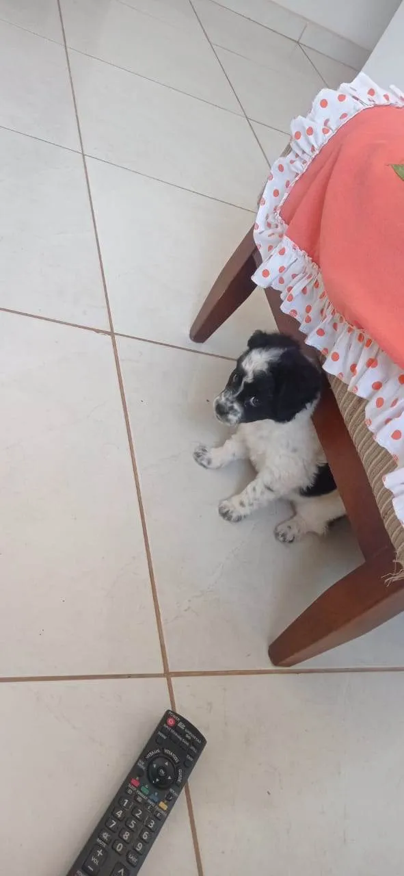 Cachorro ra a não sei idade Abaixo de 2 meses nome MEL