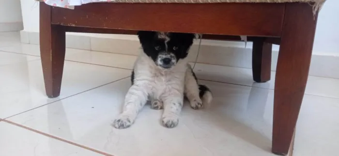 Cachorro ra a não sei idade Abaixo de 2 meses nome MEL