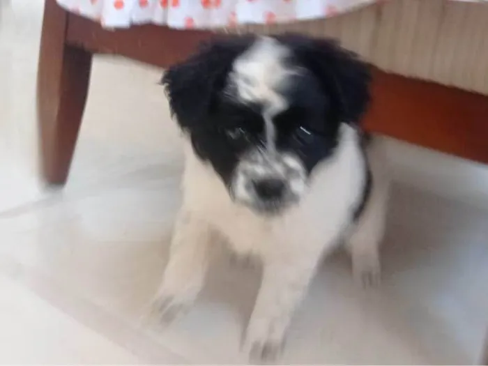 Cachorro ra a não sei idade Abaixo de 2 meses nome MEL