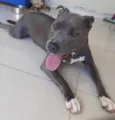 Atena