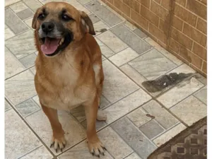 Cachorro raça SRD idade 2 anos nome Duke