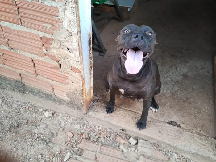 Cachorro ra a Pit-Bull idade 5 anos nome Dará 