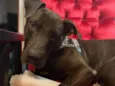 Gilda Mix de Staffordshire Bull terrier