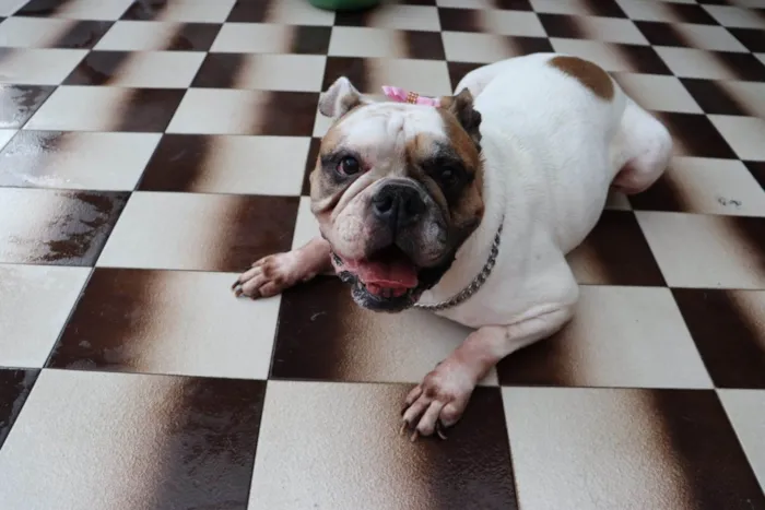 Cachorro ra a Bulldog idade 5 anos nome Tequila